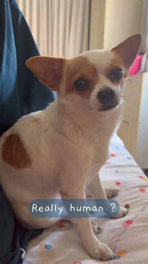 Chiu judging me ! Making me reconsider all the life choices I made! #chihuahua #judging #cute