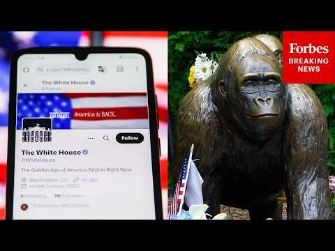 White House Remembers Slain Gorilla Harambe As A ‘Legend’ On Tenth Anniversary Of Death