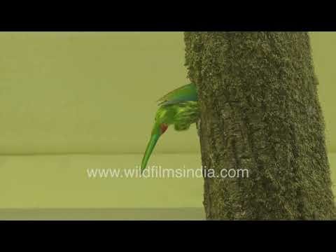 Great Barbet Preparing Its Nest a nest-hole on a Tree-trunk in Mussoorie