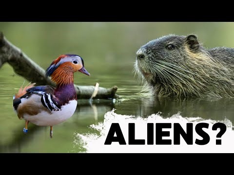 Some of these ALIEN ANIMALS are still at large in the UK!