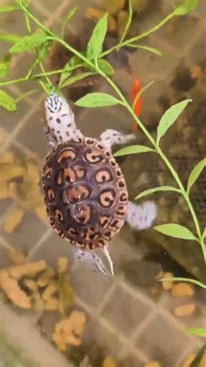 Rescue tip for baby Diamondbacks: Add floating fake plants like this during feeding. Slows down