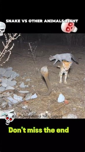 snake Vs Other Animals fight #cat #snake #animals #shorts #trending