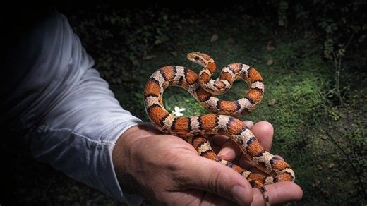 She camped alone hunting giant pythons in America's most dangerous swamp