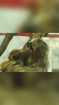 The Zoo of Fake Animals That Went Viral#shorts