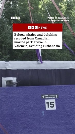 Belugas and dolphins rescued from closed Canadian park arrive in Spain. #Spain #Canada #BBCNews