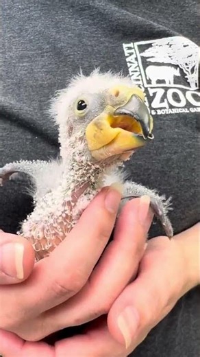 Kea Chick