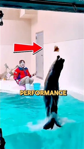 This Otter Was Determined to Get His Treat 😂 🦦(📷 @urusaiari3/TT) #shorts