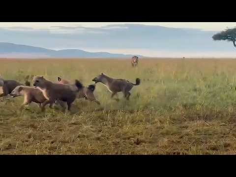 Hyenas hunt a buffalo calf but a Male lion was watching