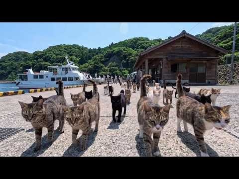 Cat Island Arrival! Dozens of Cats Came to the Pier to Welcome Us