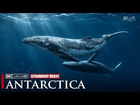 ANTARCTICA | The Extraordinary Wildlife of Earth's Frozen Continent