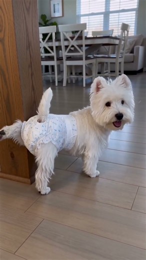How to keep your Westie comfortable during spay recovery?