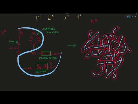 Protein Structure 1°→4° (Folding Forces, Disulfides) | MCAT Biochem