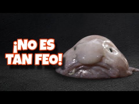 ¿El animal más feo del mundo… o la mayor víctima de la presión? 🐟💦