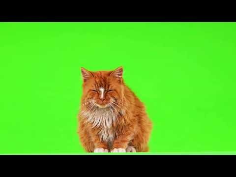 100% Free Green Screen - cat | Chroma Key Effect