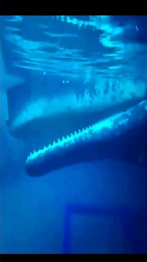 Whale fall behind the scene whale scene ending scene