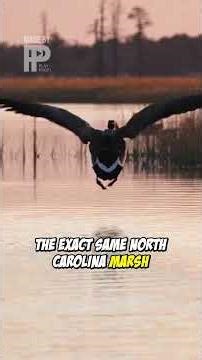 Incredible Goose Migration: 2400 Miles Without GPS!