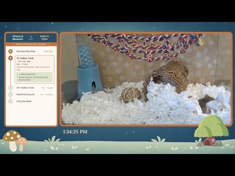 🐭 Mouse Introductions Final Week! | 24/7 Live Pet Mouse Cam