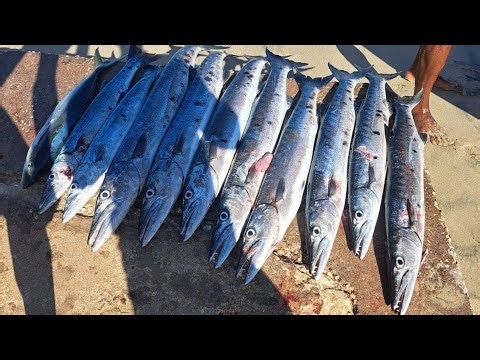 Hunting fish after Hurricane melissa, Spearfishing barracuda, mutton snapper,