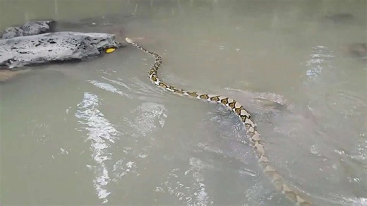 Witnessing massive reticulated python in tropical jungle