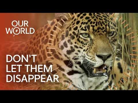 The Last Hope for Endangered Species (4K Animal Documentary)