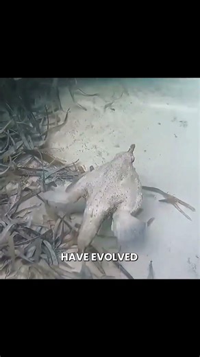 Fish that looks like an alien monster