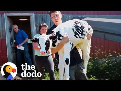 His Mom Had 6 Babies Taken Away But Now He's Safe | The Dodo