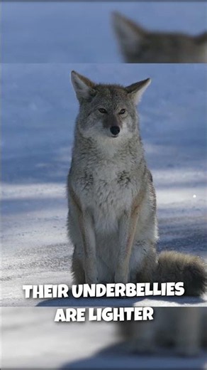 COYOTE | Useful Facts