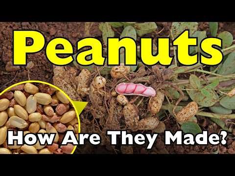How Peanuts Go From Underground to Your Table [ID0608]