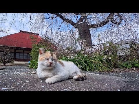 Temple Cat Enjoys Cherry Blossoms—The Most Peaceful Spring Moment Ever 🌸🐾
