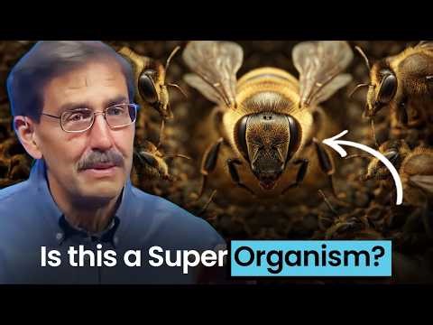 Bees Don’t Just Live Together: They Become One Organism