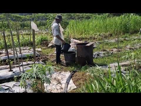 SECRET FORMULA: PERFECT LIQUID FERTILIZER FOR HEALTHY CHILI GROWTH!-agriculture farming