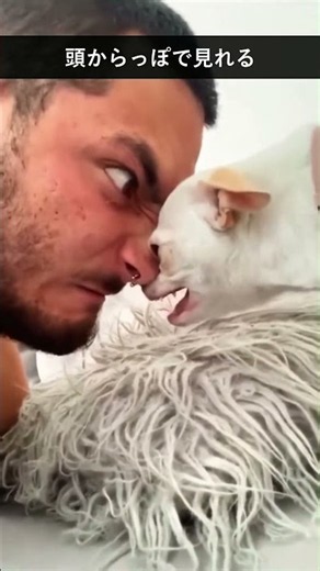 笑って癒される猫たちの名場面集 #猫動画 #かわいい猫 #面白い猫