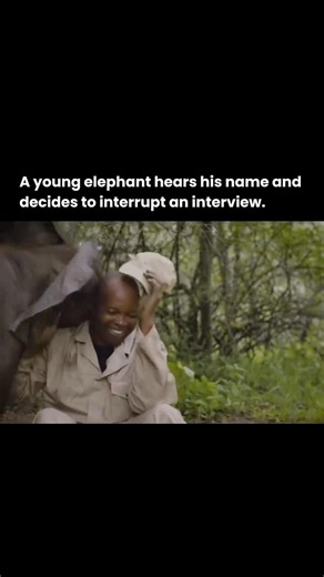 This Baby Elephant Heard His Name And Did This! 🥺🐘