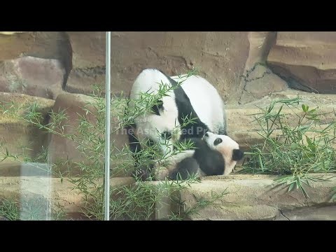 Indonesia's first giant panda cub Rio makes public debut at zoo in Cisarua