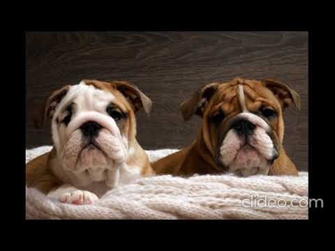 Free English Bulldog puppies for adoption.