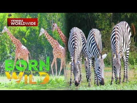 Mission in Calauit Safari Park - Saving Zebras and Giraffes | Born To Be Wild (Full Episode)