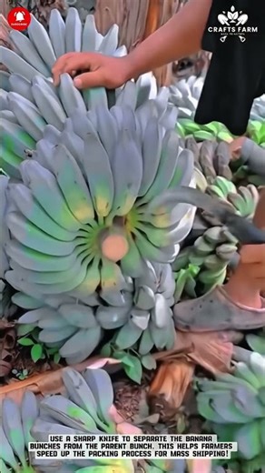 Banana Harvest: Fast & Efficient Banana Bunch Separation Technique.