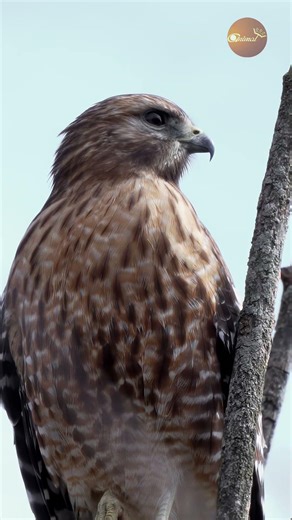 Hawk’s Voice: Capturing the sound of the wild