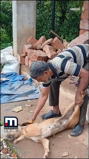 വനംവകുപ്പ് ജീവനക്കാരന്റെ സമയോചിത ഇടപെടൽ; പാട്ടയ്ക്കുള്ളിൽ തല കുടുങ്ങിയ നായയെ രക്ഷപ്പെടുത്തി