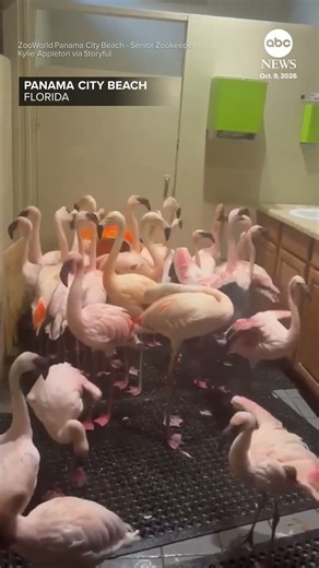 Flamingos at Florida zoo shelter in bathroom during Hurricane Isaias