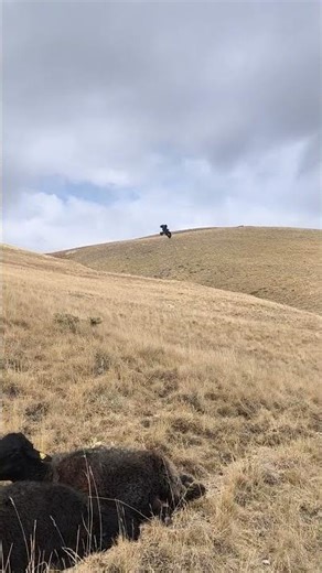 Kangal Puppy Narrowly Escapes Hunting Eagle