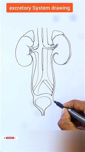 excretory system drawing, #shorts #howtodraweasy #science #biologydiagram