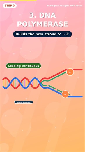 DNA Replication in 4 Steps! 🧬⚡| DNA Replication #ytshorts