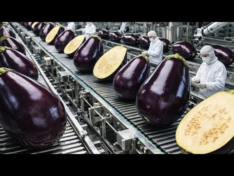 Inside the LARGEST Eggplant Farm & Factory | From Giant Harvest to Luxury Production