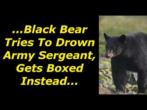 Scary Bear Attacks: This Black Bear Attacked An Army Sergeant While Swimming