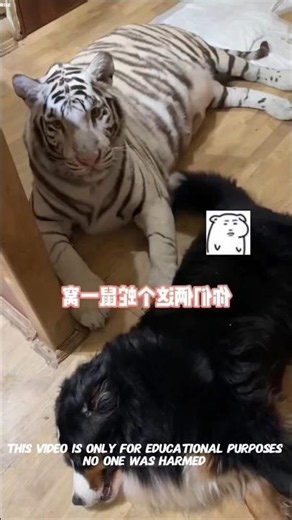 This Tiger Thought He Was a Dog… And Everyone Loved It