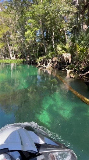 Sliding into fresh clear water ##wildlife#florida#springs | springs in florida