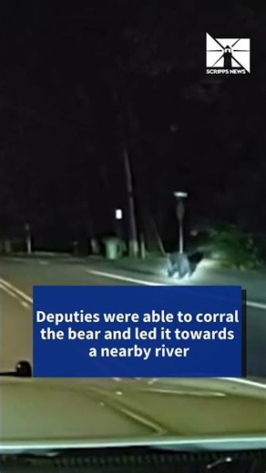 Officer in Oregon tracks down black bear roaming through town