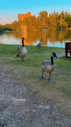The real bosses of Calgary parks 🪿✨