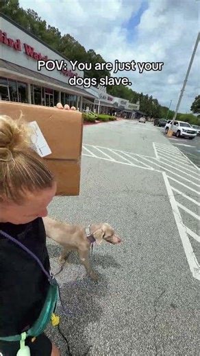 Food pick up done ✅ #fyp #puppy #dog #dogmom #weimaraner #dogtraining